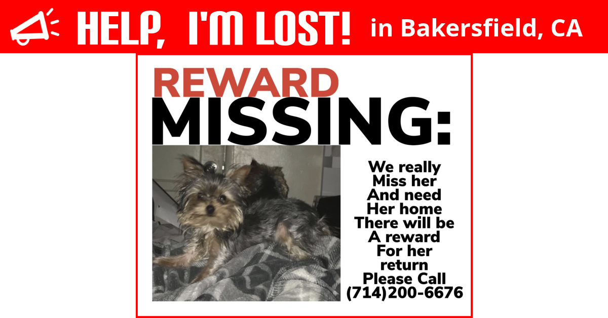 Lost Dog (Bakersfield, California) Tessa