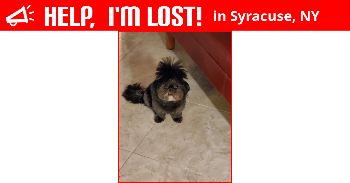 Lost Dog (Syracuse, New York) Charlotte