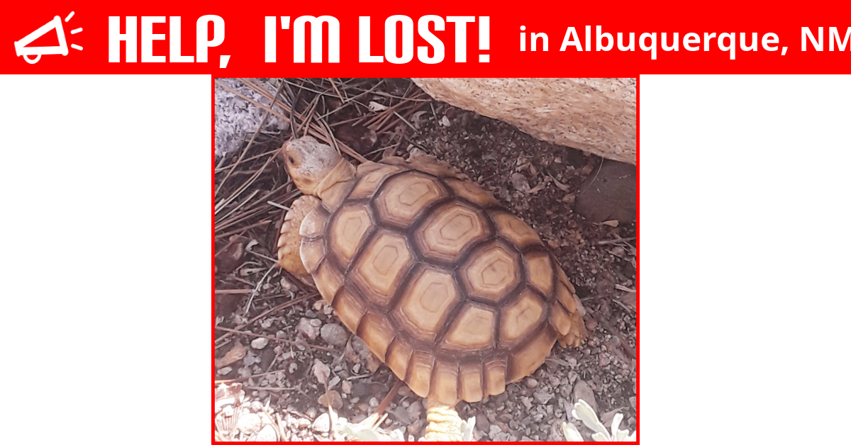 Lost Reptile (Albuquerque, New Mexico) Pineapple