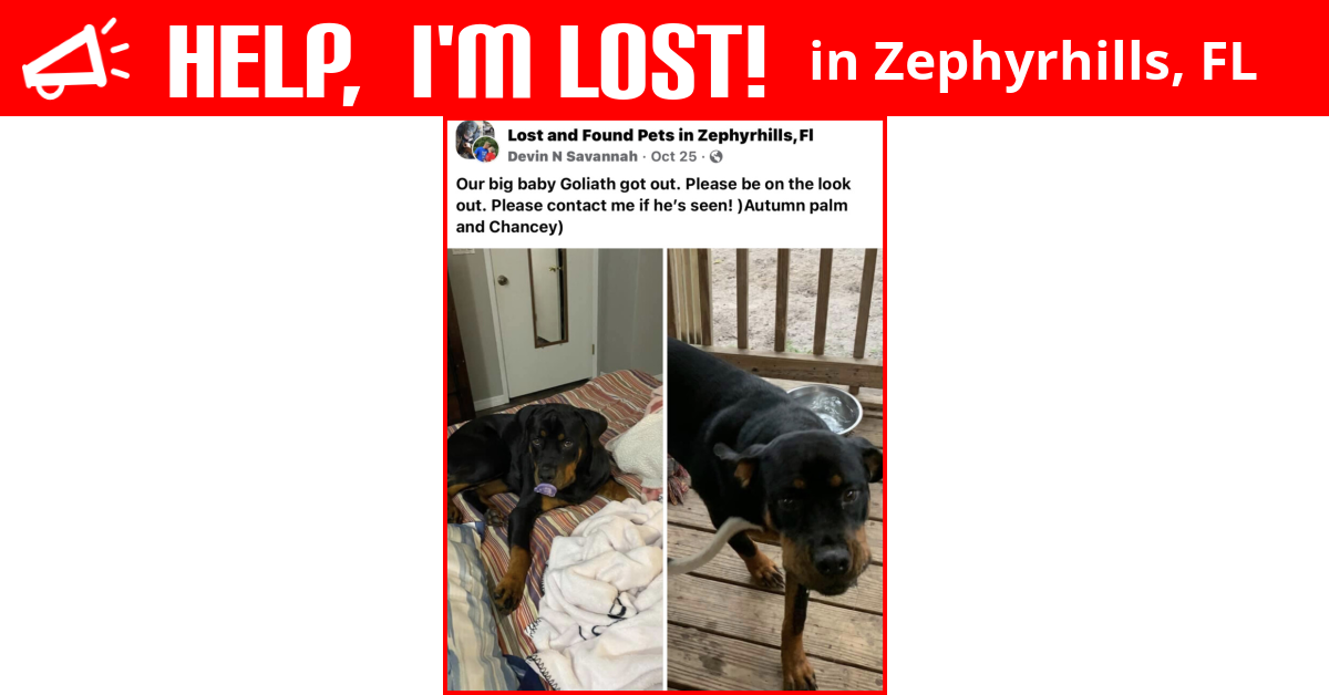 Lost Dog (Zephyrhills, Florida) Goliath