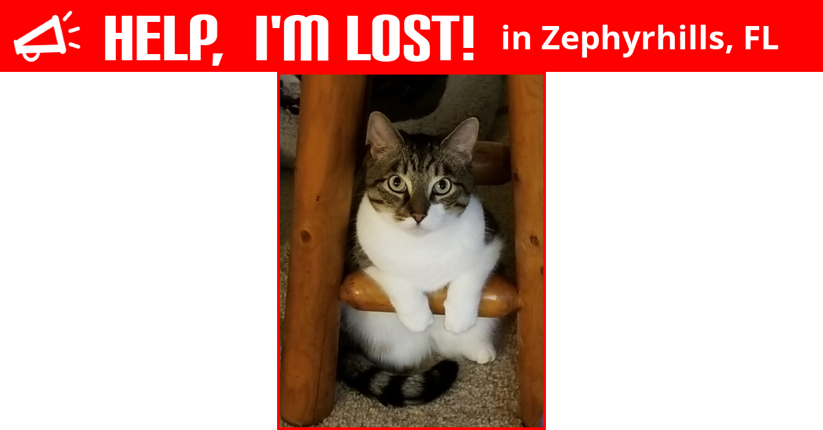 Lost Cat (Zephyrhills, Florida) Marvin