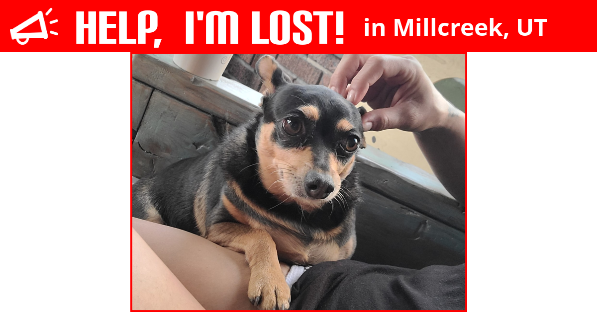 Lost Dog (Millcreek, Utah) Minnie