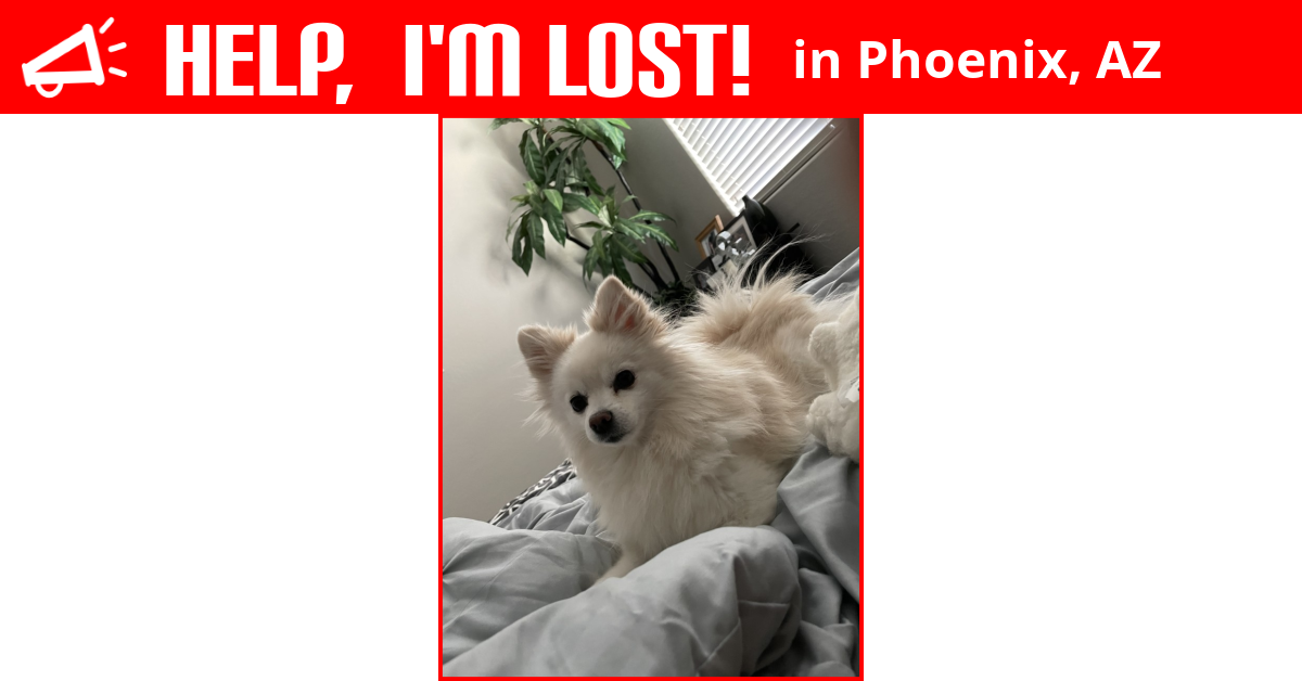 Lost Dog (Phoenix, Arizona) Suki