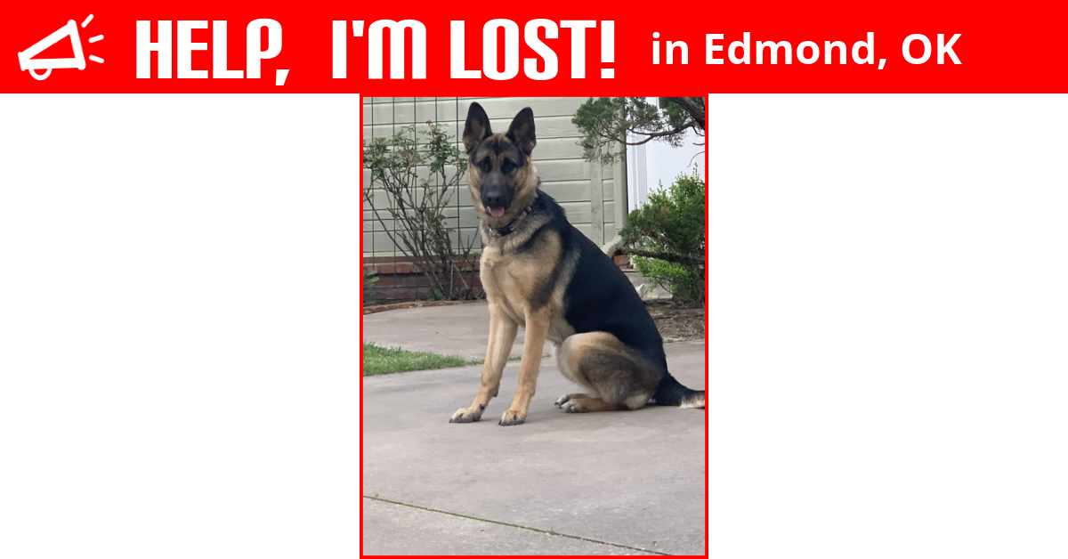 Lost Dog (Edmond, Oklahoma) Pippi