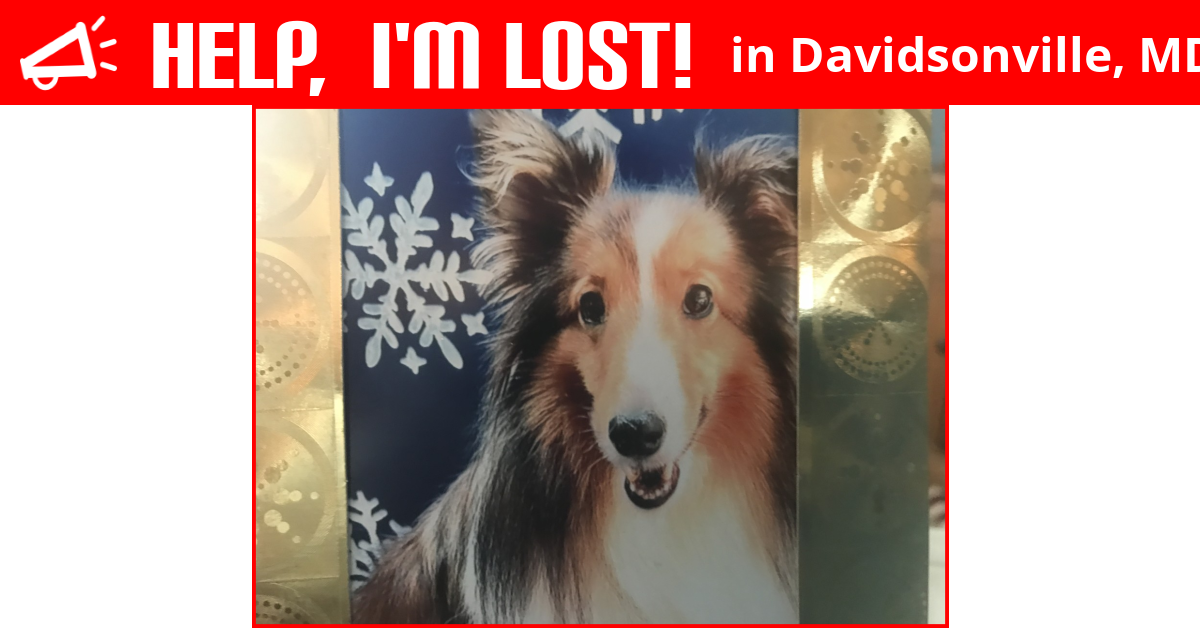 Lost Dog (Davidsonville, Maryland) Lilly