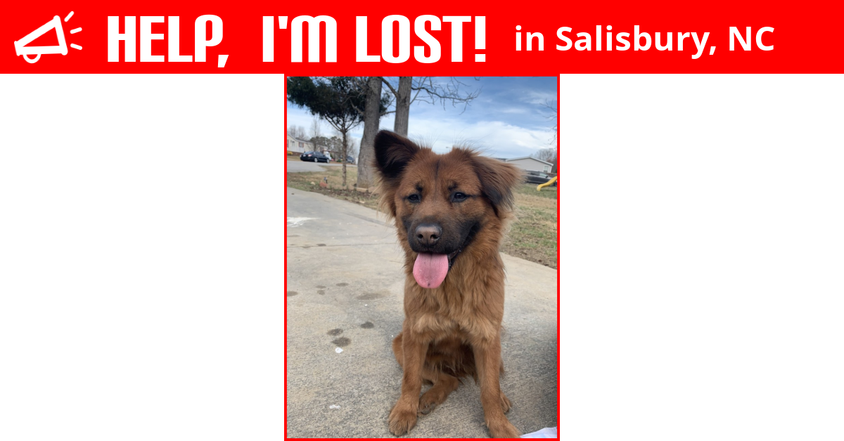 Lost Dog (Salisbury, North Carolina) Mina