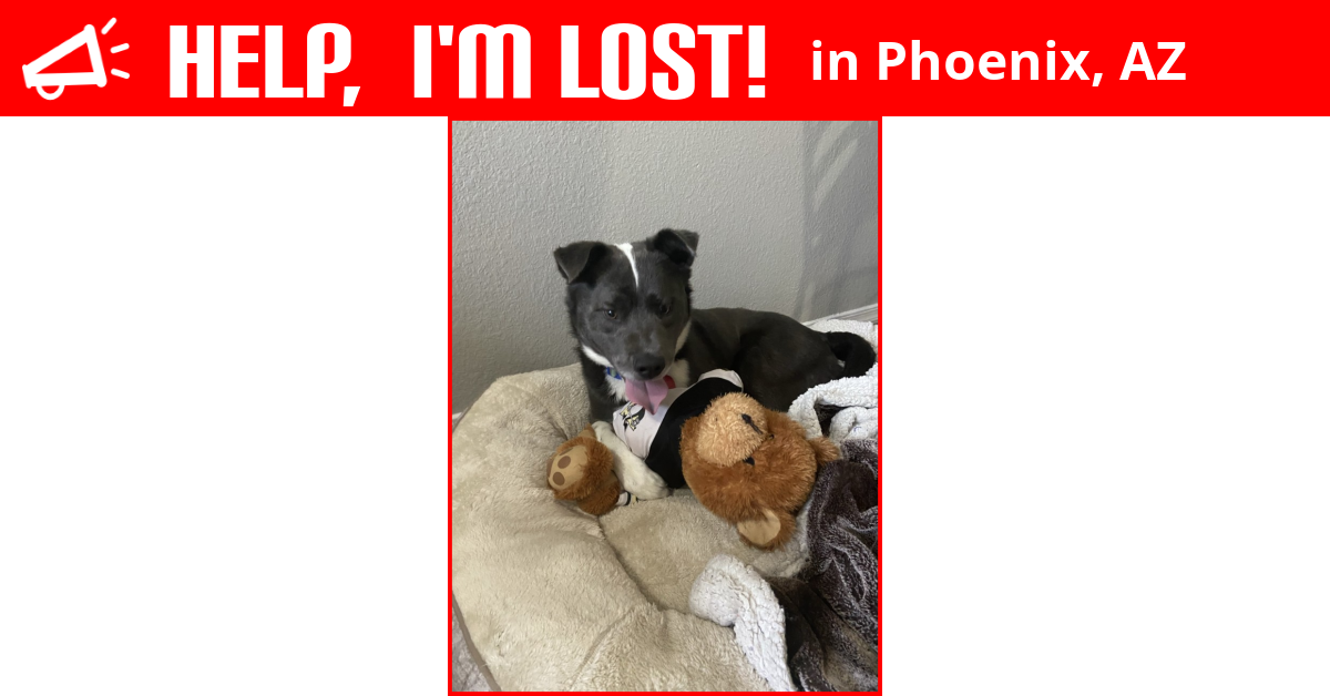 Lost Dog (Phoenix, Arizona) Captain