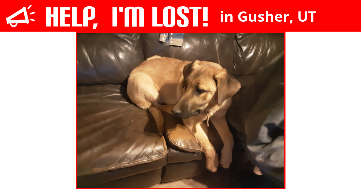 Lost Dog (Gusher, Utah) Scooby Doo