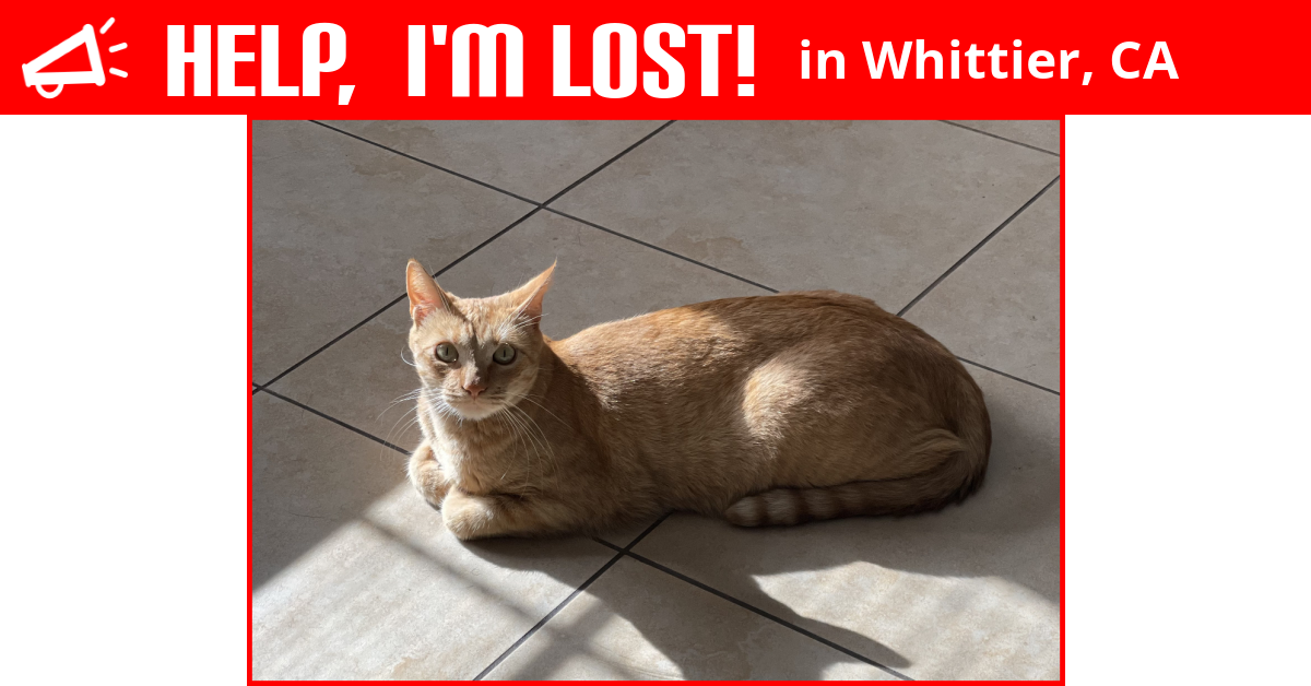 Lost Cat (Whittier, California) Loki