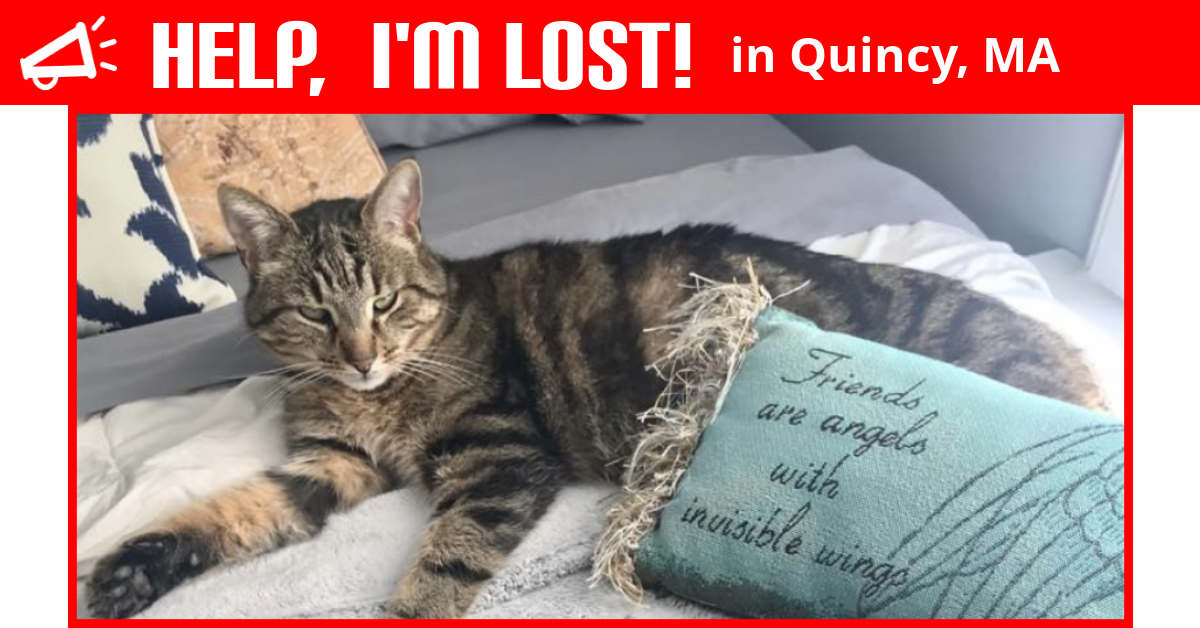 Lost Cat (Quincy, Massachusetts) Joey