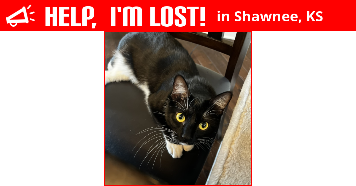 Lost Cat (Shawnee, Kansas) Marley