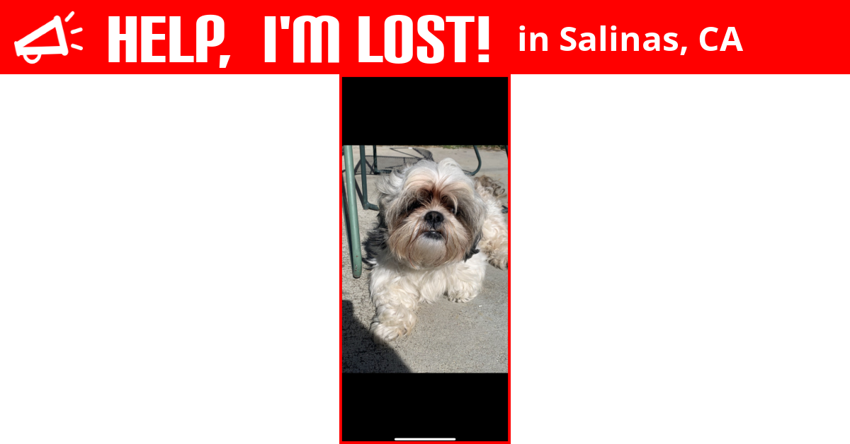 Lost Dog (Salinas, California) Terry