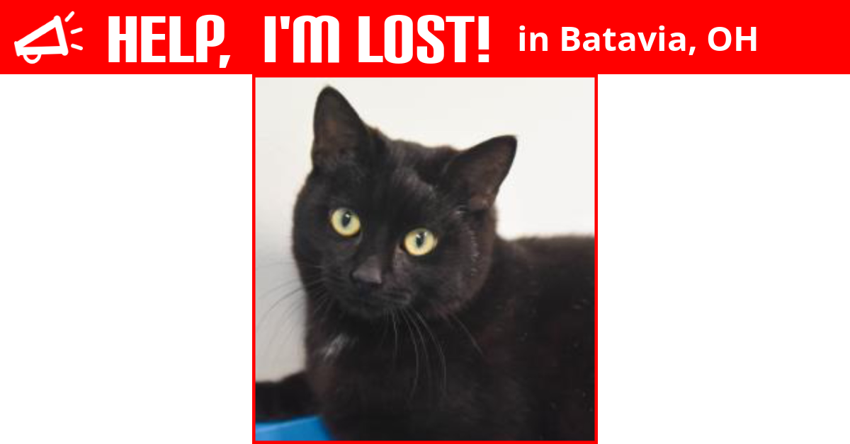 Lost Cat (Batavia, Ohio) Seuss