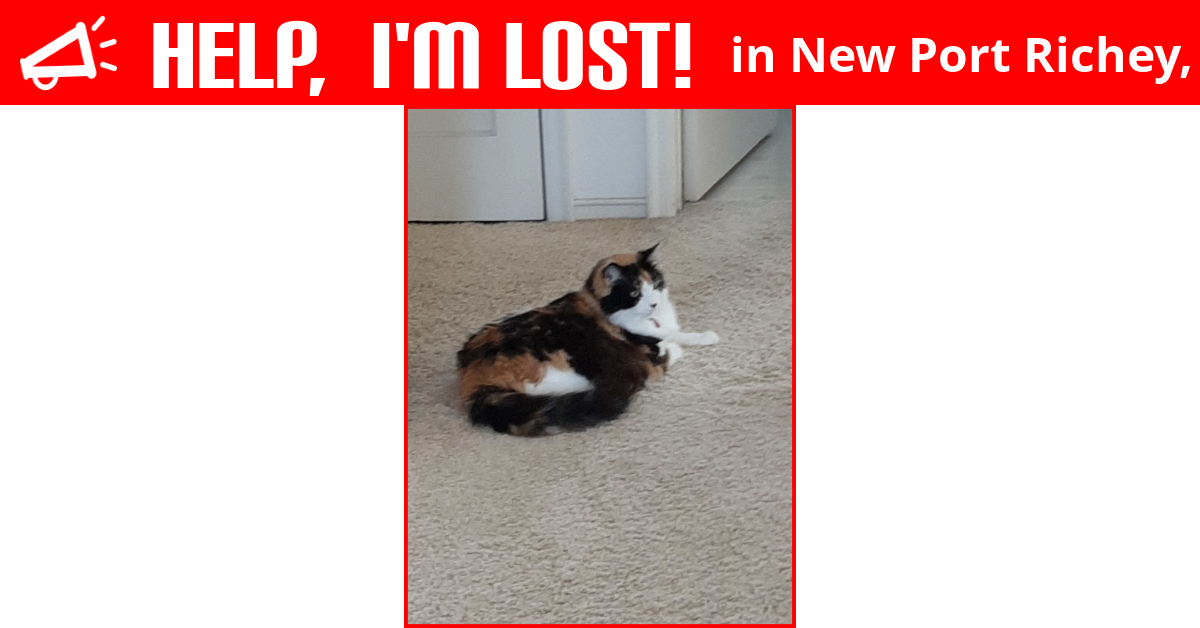Lost Cat (New Port Richey, Florida) Summer