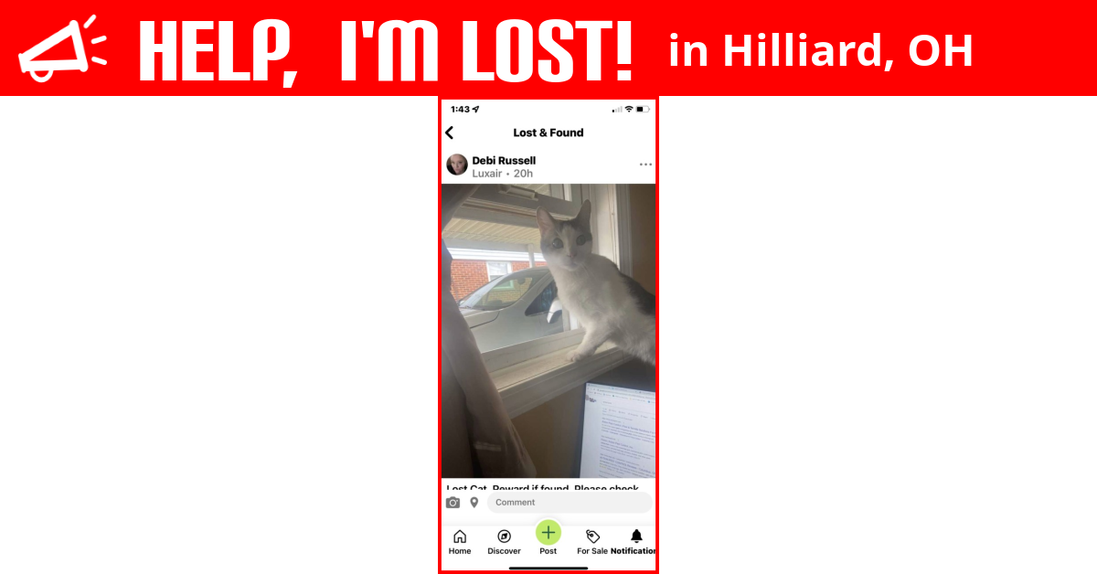 Lost Cat (Hilliard, Ohio) Doug