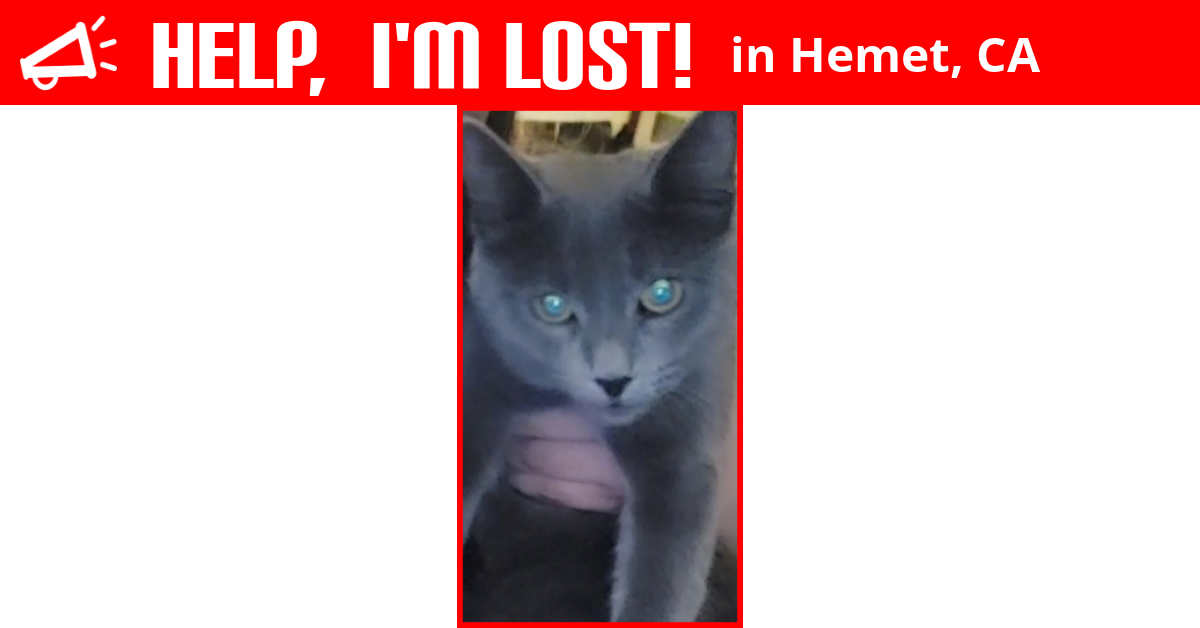 Lost Cat (Hemet, California) Little Blue