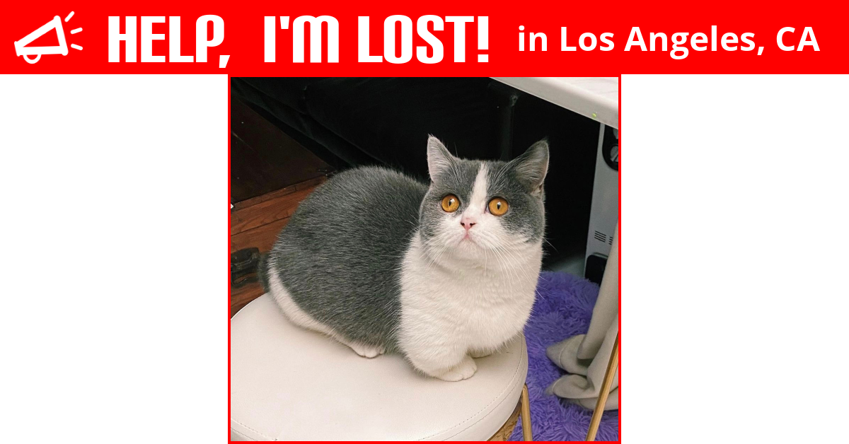 Lost Cat (Los Angeles, California) - Mooncake