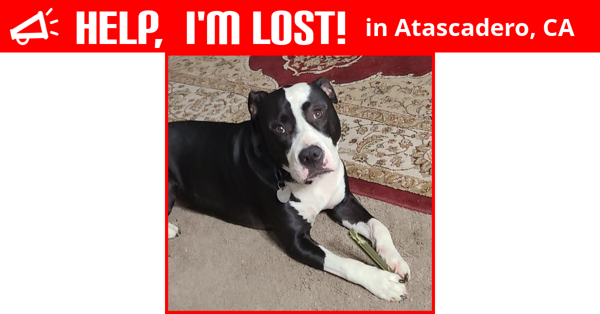 Lost Dog (Atascadero, California) Sol