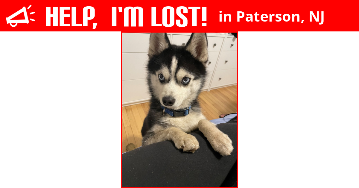 Lost Dog (Paterson, New Jersey) Thunder