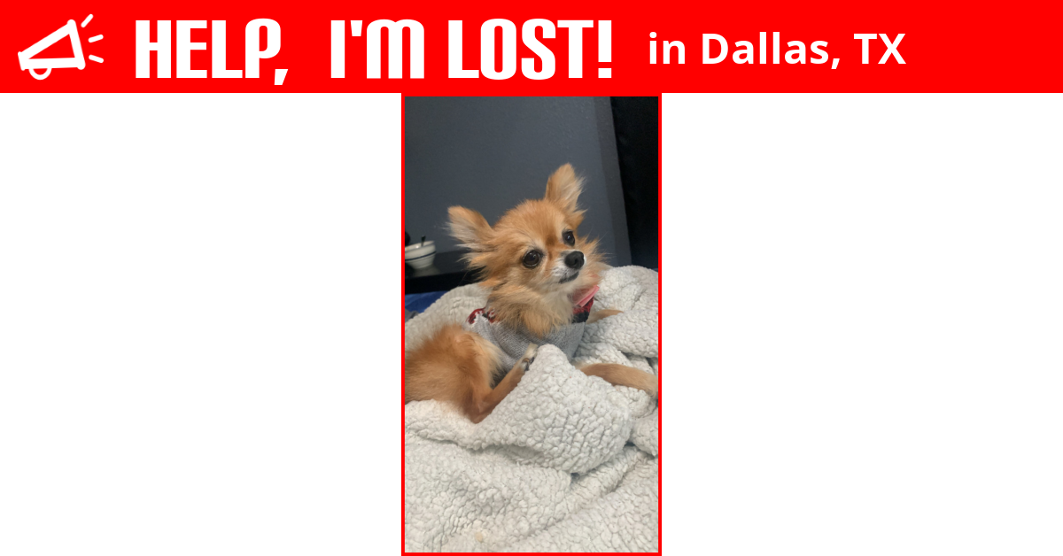 Lost Dog (Dallas, Texas) Honey