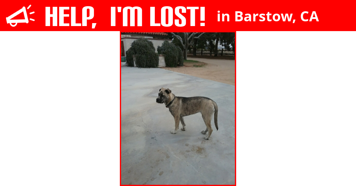 Lost Dog (Barstow, California) Laika