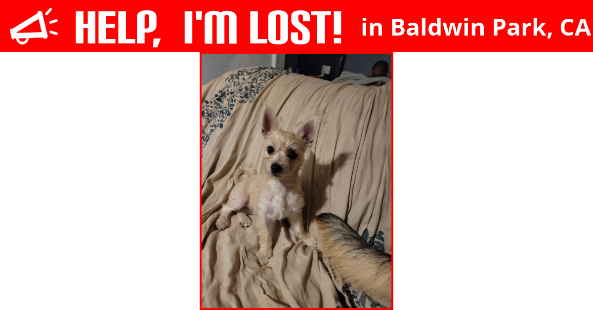 Lost Dog (Baldwin Park, California) Haru