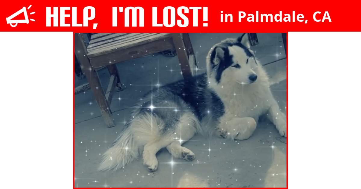 Lost Dog (Palmdale, California) Frosty