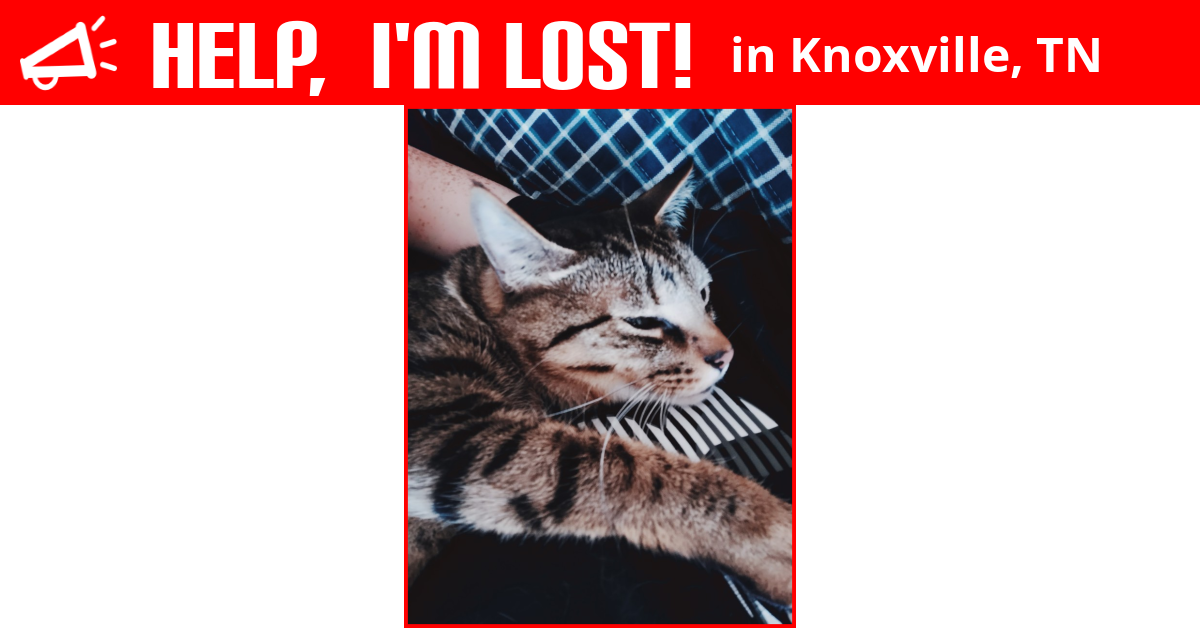 Lost Cat (Knoxville, Tennessee) Winston