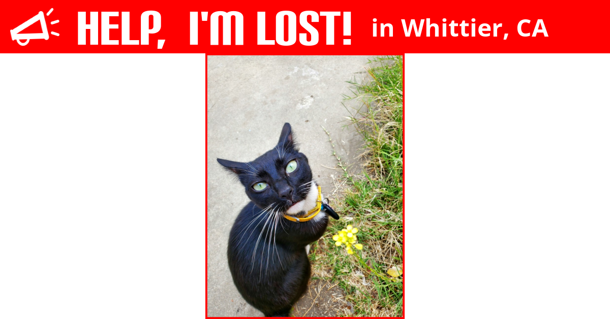 Lost Cat (Whittier, California) Diablo