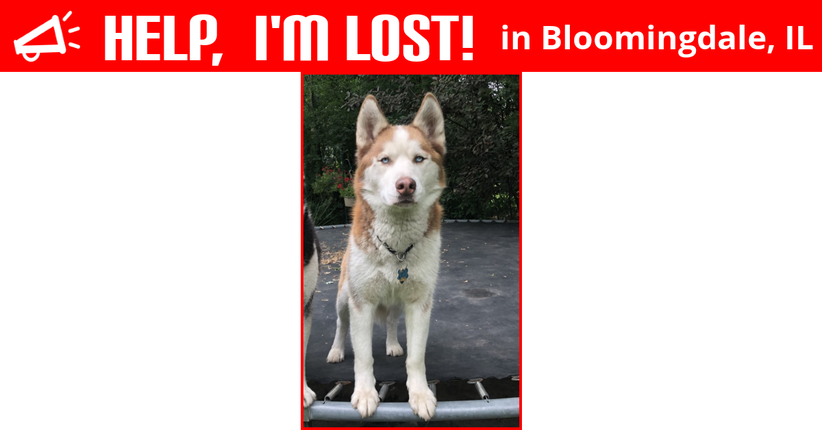 Lost Dog (Bloomingdale, Illinois) Kai