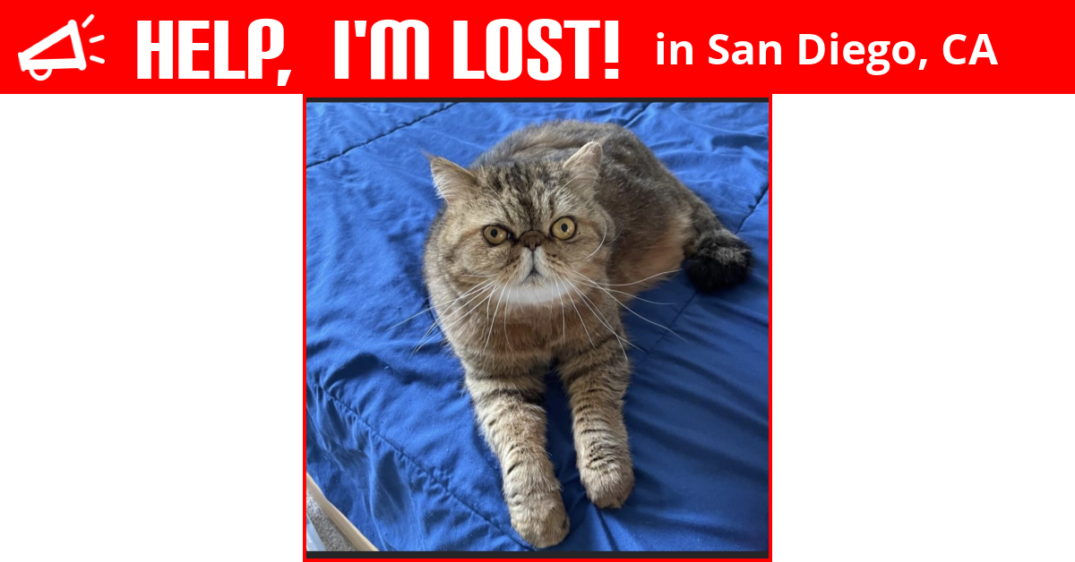 Lost Cat (San Diego, California) Jomik