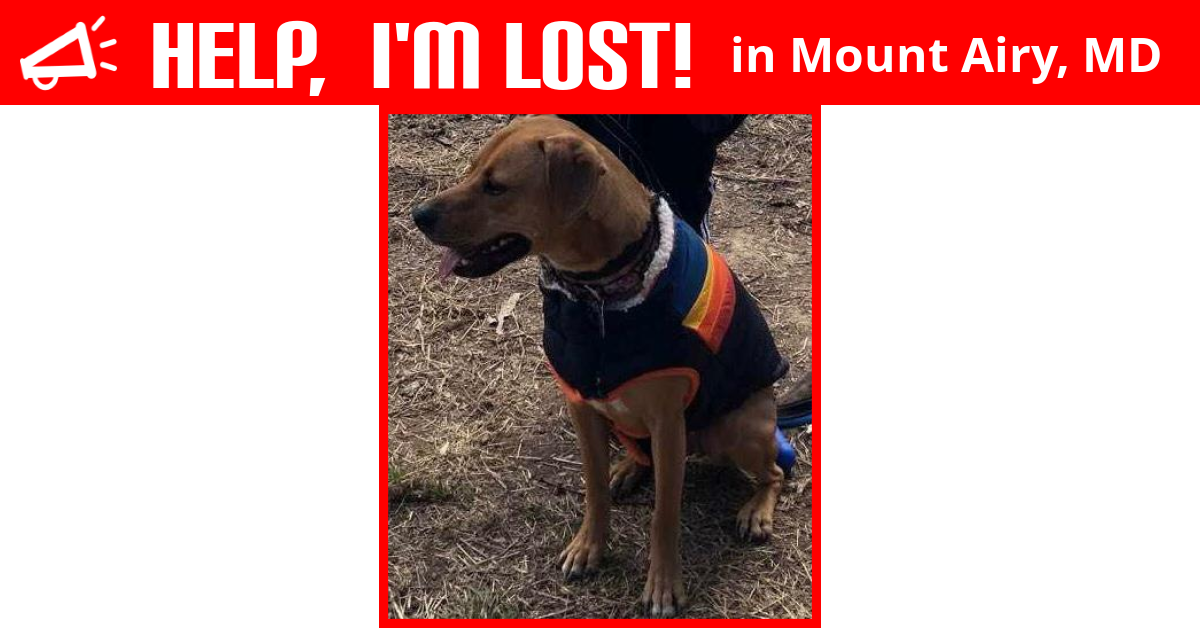 Lost Dog (Mount Airy, Maryland) Charlie