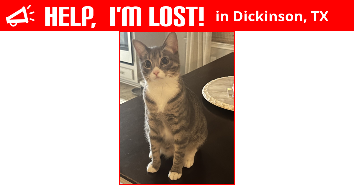 Lost Cat (Dickinson, Texas) Kitty