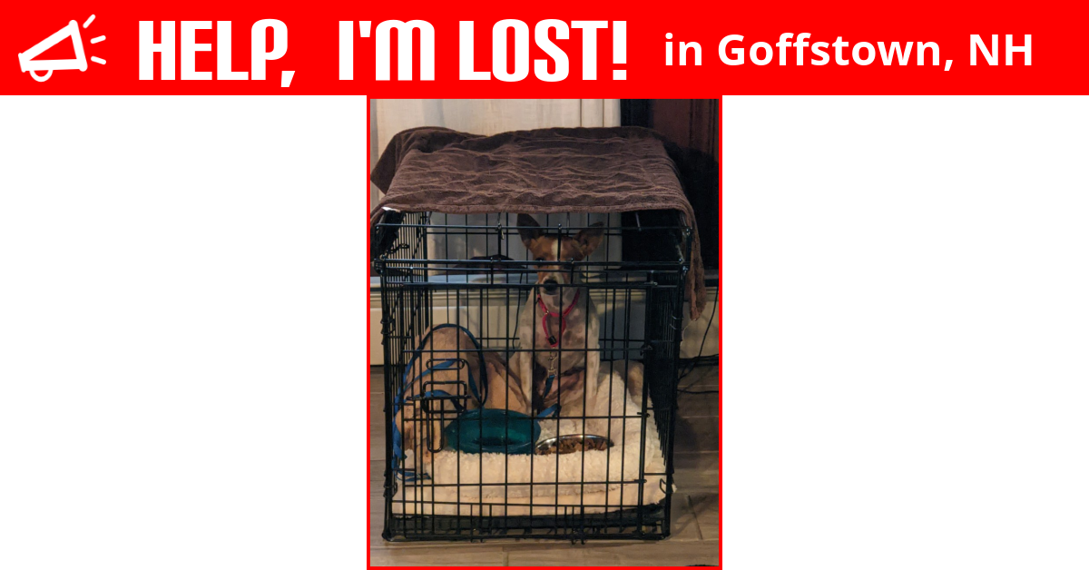 Lost Dog (Goffstown, New Hampshire) Libby