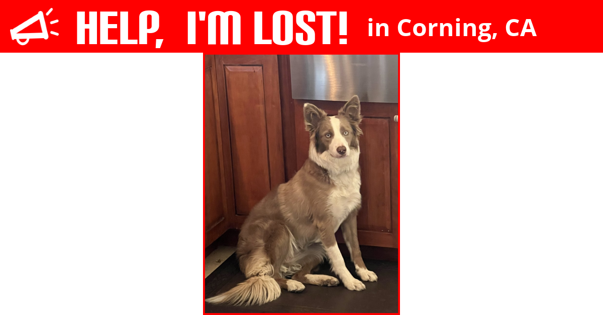 Lost Dog (Corning, California) Burfi
