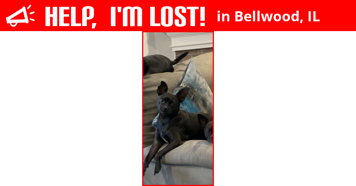 lost-dog-bellwood-illinois-skye