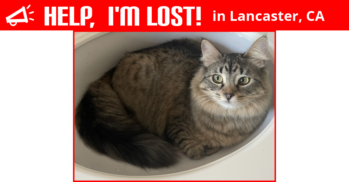 Lost Cat (Lancaster, California) Puff