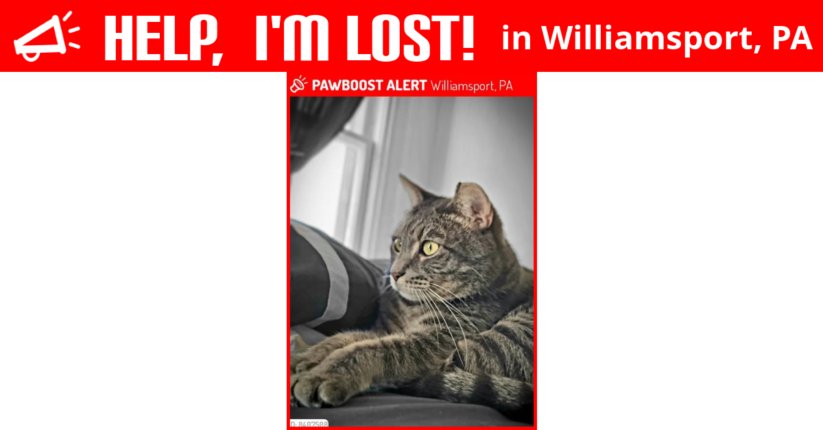 Lost Cat (Williamsport, Pennsylvania) Fred