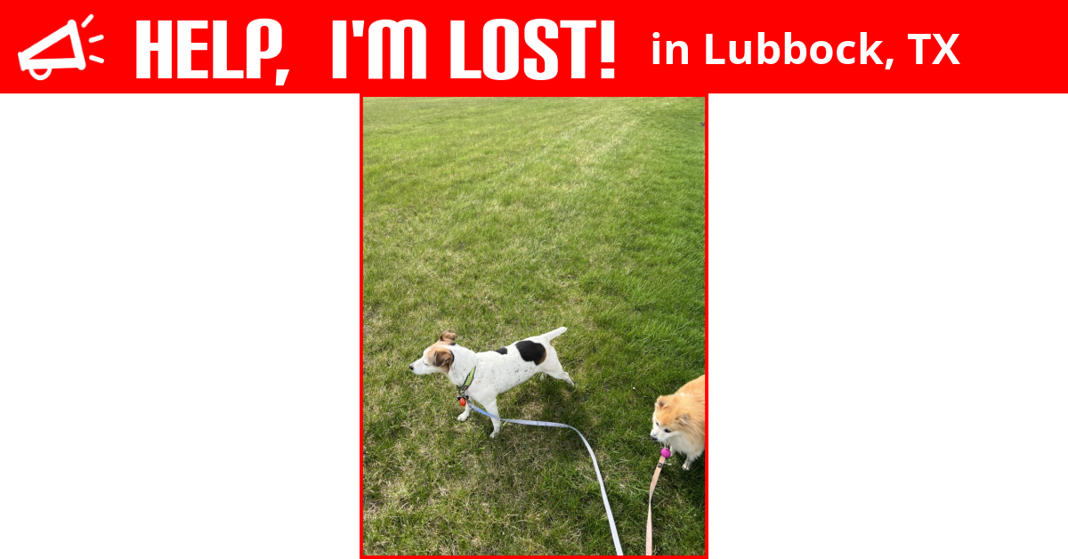Lost Dog (Lubbock, Texas) - Carli