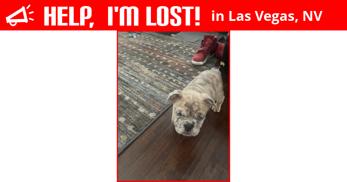 Lost Dog (Las Vegas, Nevada) Bowser