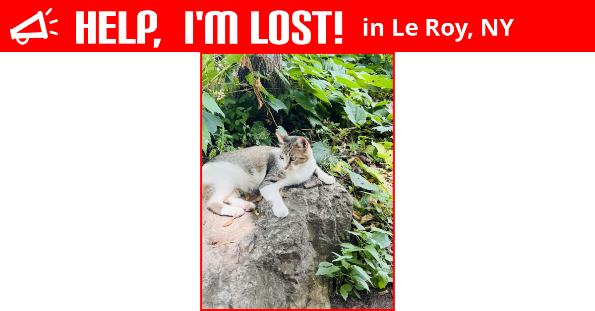 Lost Cat (Le Roy, New York) Rascal