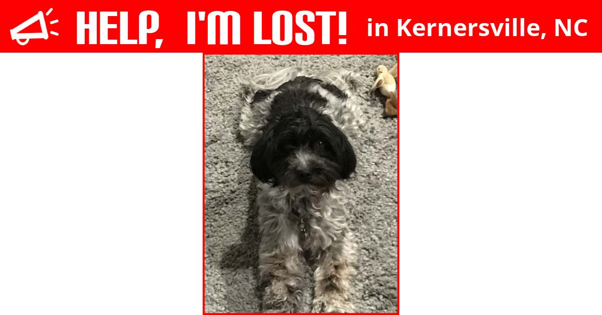 Lost Dog (Kernersville, North Carolina) Lucy Lu