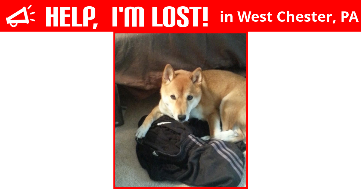 Lost Dog (West Chester, Pennsylvania) Mclovin