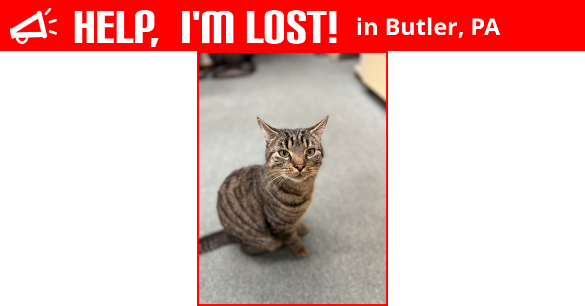 Lost Cat (Butler, Pennsylvania) Bean