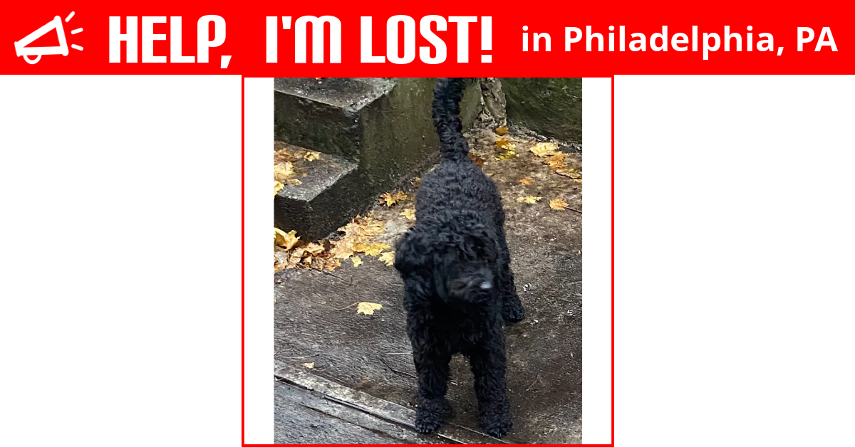 Lost Dog (Philadelphia, Pennsylvania) Baz