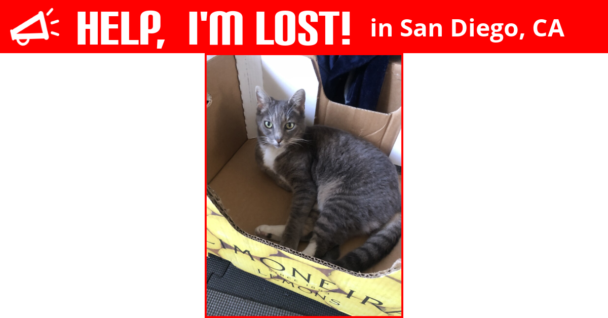 Lost Cat (San Diego, California) Minka