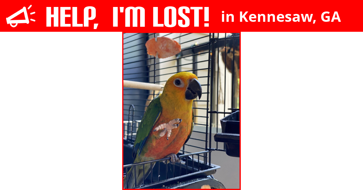 Lost Bird (Kennesaw, Jedi
