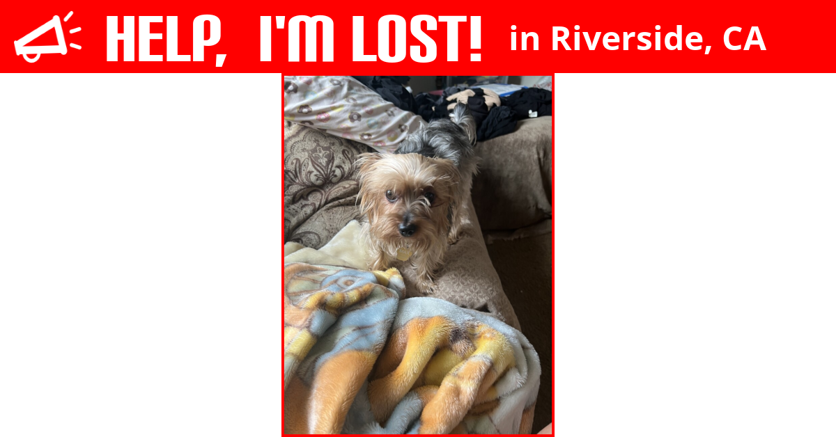 lost-dog-riverside-california-max