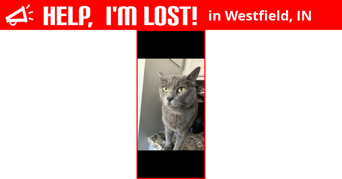 Lost Cat (Westfield, Indiana) Bohanan Bo