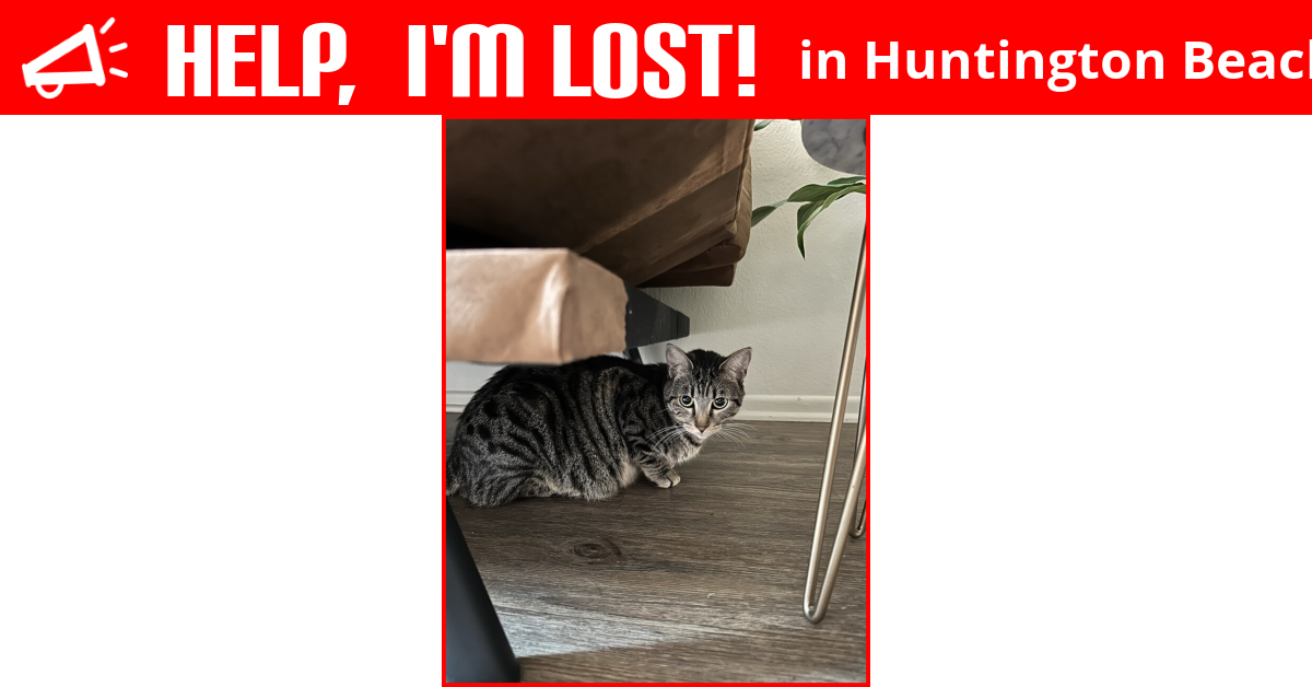 Lost Cat (Huntington Beach, California) Romeo